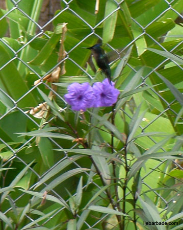 OiseauMouche-Colibris