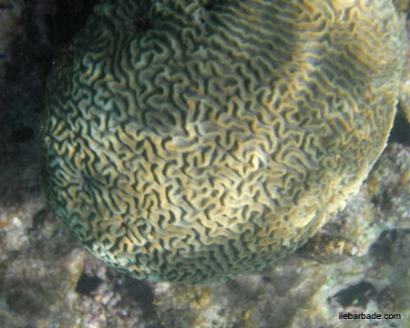 Poisson (12)