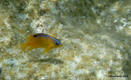 Poisson (3)