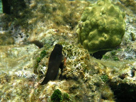 Poisson (4)