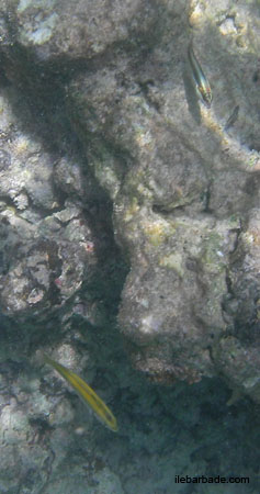 Poisson (5)