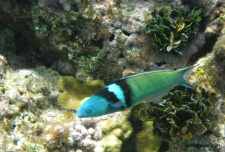 Poisson (6)
