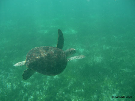 TortueVerte1