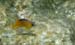 Poisson (3)