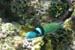 Poisson (6)