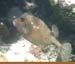 Poisson (8)