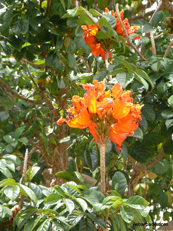 AfricanTulip