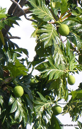 ArbreAPain-fruit