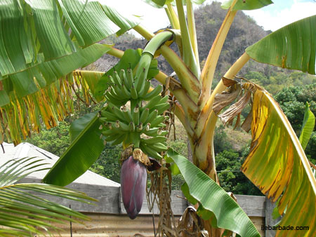 Banane