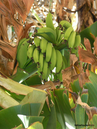BananesPlantains