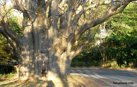 Baobab