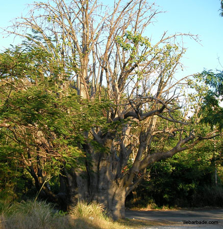 Baobab250ans