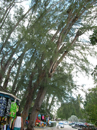 Casuarina (1)