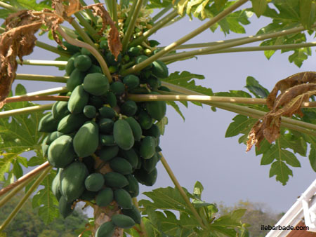 Papaye