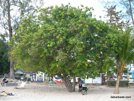 SeaGrape (1)