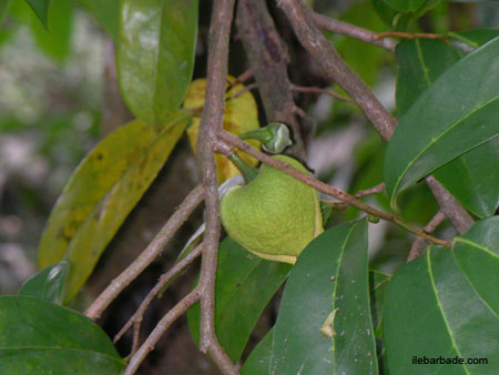 Soursop (4)