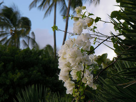 bougainvillierBlanc