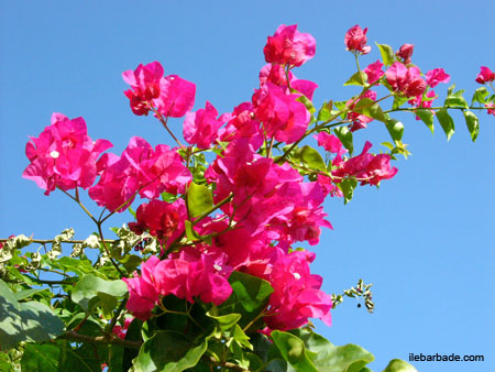 bouguainvillierRose