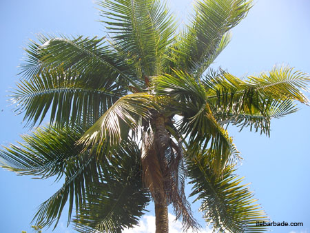 cocotier03