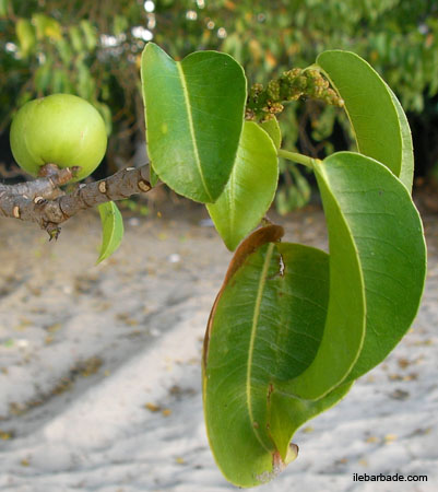 manchineel-fruit