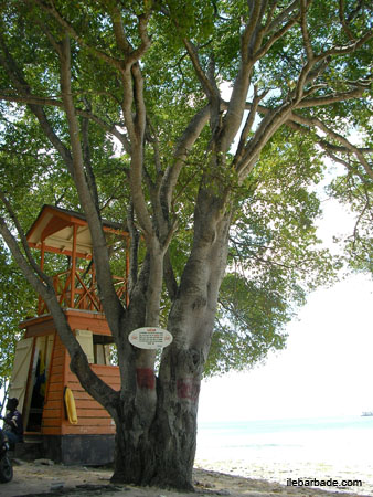 manchineel