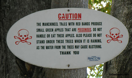 manchineel2