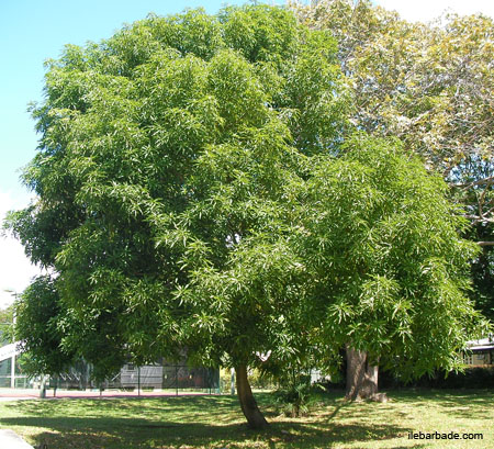 manguier