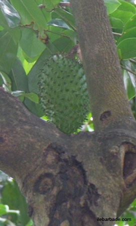 soursop1