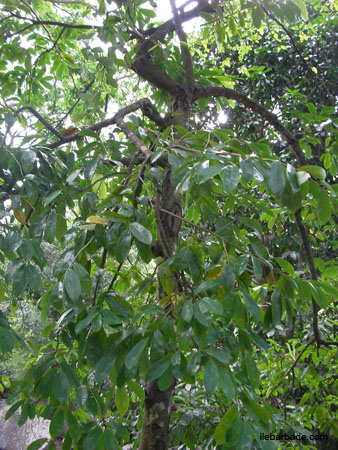 soursop3