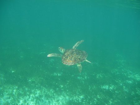 TortueVerte (1)
