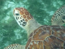 Tortue Verte