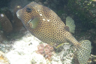 Spotted trunkfish